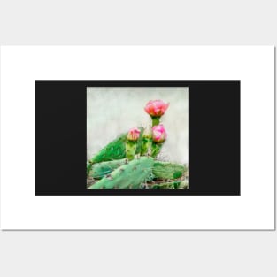 Cactus Pink Blooms Posters and Art